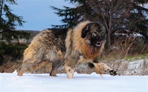 giant russian bear dog